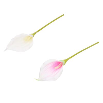 Kalla pojedyncza pianka 60 cm