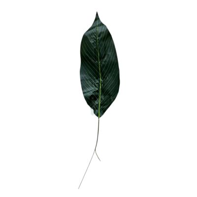 Liść difenbachi 90 cm