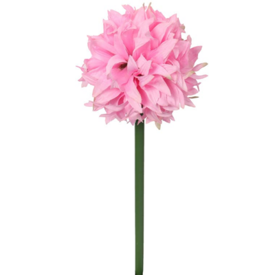 Czosnek na grubej łodydze 78 cm