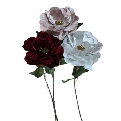 Kamelia pojedyńcza 72 cm