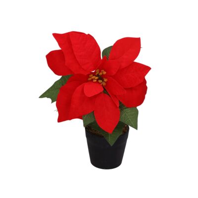 Gwiazda betlejemska w doniczce 28 cm