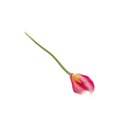 Kalia 70 cm