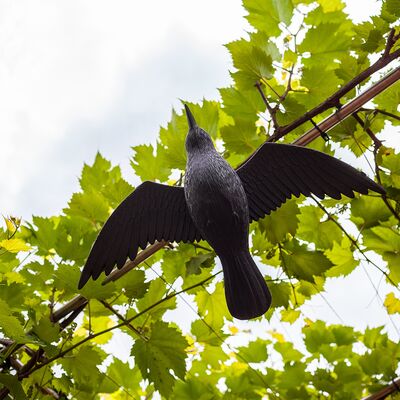Odstraszacz ptaków kruk lecący rozmiar naturalny Browin