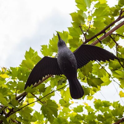 Odstraszacz ptaków kruk lecący rozmiar naturalny Browin