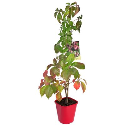 Winobluszcz Redwall Troki 90 cm don. 2 l