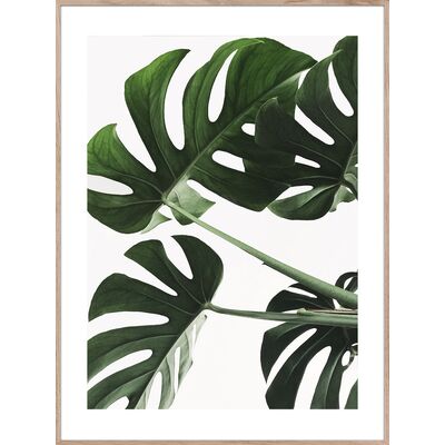 Obraz Artbox Digi 50 x 70 cm AB059 MONSTERA
