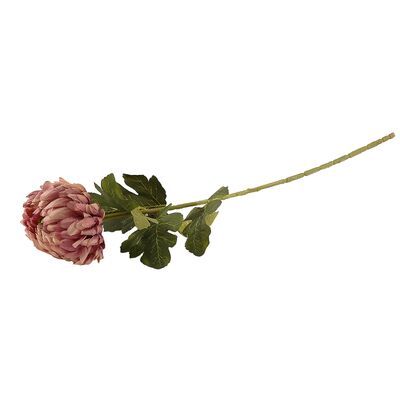 Chryzantema pojedyncza różowa 75 cm