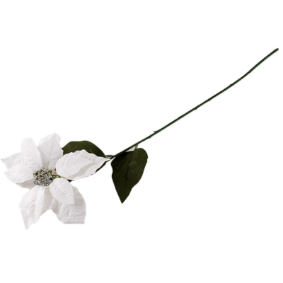 Poinsecja biała 70 cm