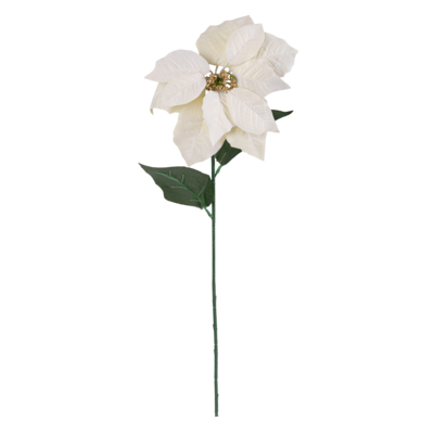 Poinsecja pojedyncza 70 cm biała