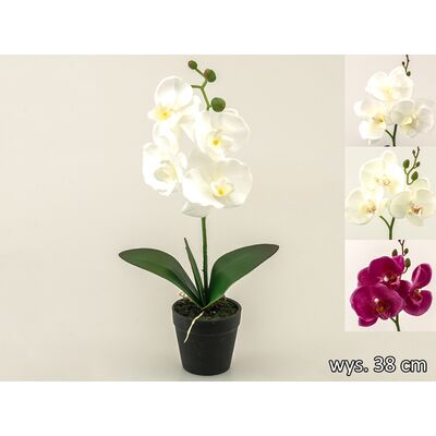 Storczyk w doniczce 38 cm