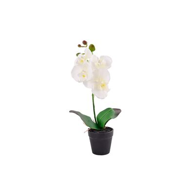 Storczyk w doniczce 38 cm
