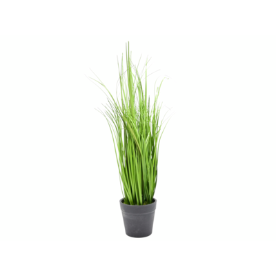 Trawa w doniczce 40 cm