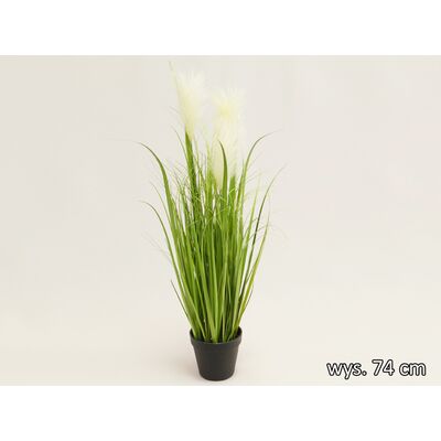Trawa w doniczce 74 cm