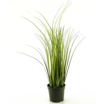 Trawa w doniczce 50 cm