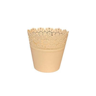 Osłonka Korona Primulka brzoskwiniowa