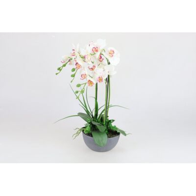 Storczyk różowy 60 cm