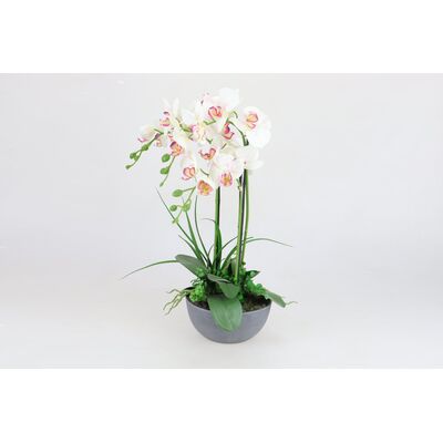 Storczyk różowy 60 cm