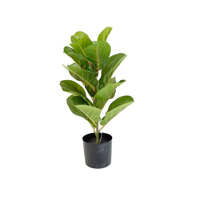 Fikus dębolistny w doniczce 55 cm