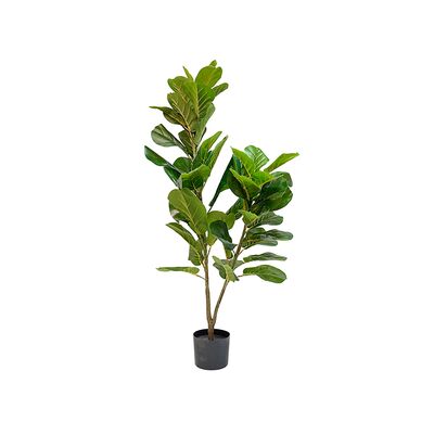 Fikus dębolistny w doniczce 120 cm