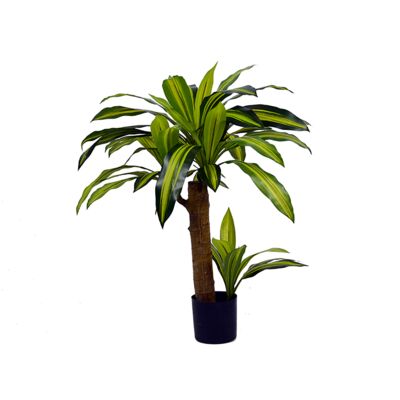 Dracena w doniczce 80 cm
