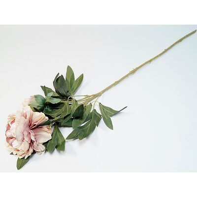 Peonia gałązka fioletowa
