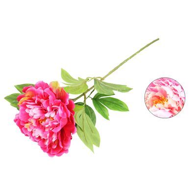 Piwonia 70 cm