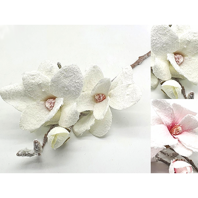 Magnolia ośnieżona 50 cm mix