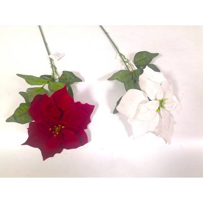 Poinsecja 70 cm mix