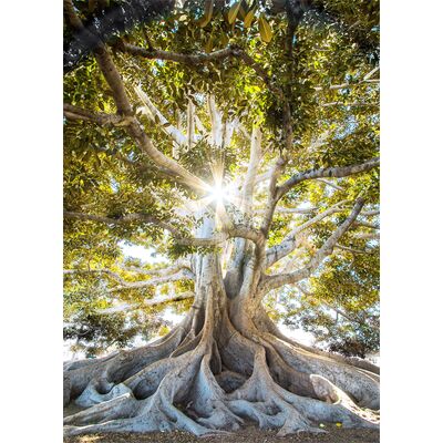 Obraz GLASSPIK 50 x 70 cm GL405 CLEAR TREE