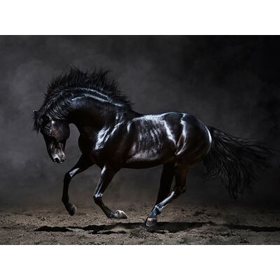 Obraz CANVAS SILVER1 85 x 113 x 2,8 cm EX511 BLACK HORSE