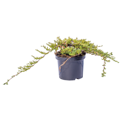 Iglaki płożące mix wys. 10-30 cm don. 2 l