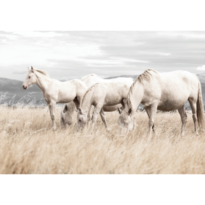Plakat 21 x 30 cm Białe Konie