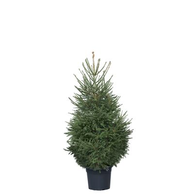 Świerk pospolity wys. 130-150 cm, don. 18-20 l