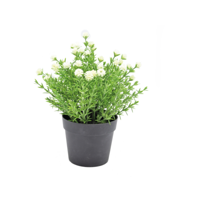 Gipsówka w doniczce 25 cm