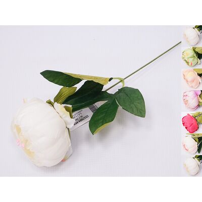 Peonia 30 cm