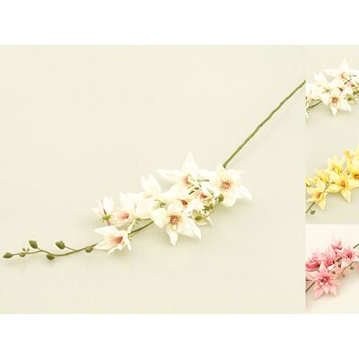 Klematis gałązka mix kolorów 70 cm