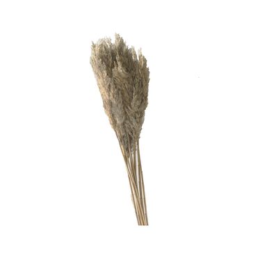 Trawa Plume 90 x 6 cm cm szara