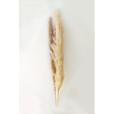 Trawa pampass grass 150 x 7 cm naturalna