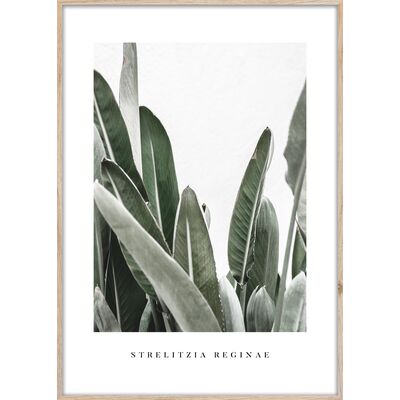 Obraz ARTBOX DIGI 50 x 70 cm BR005 STRELITZIA