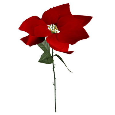 Poinsettia welurowa 62 cm czerwona