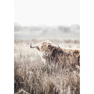 Obraz na płótnie 100 x 70 cm Krowa