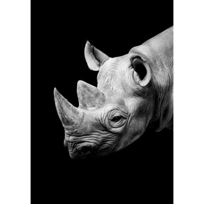 Obraz na płótnie 100 x 70 cm Nosorożec