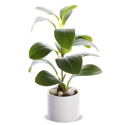 Roślina dekoracyjna kwiat fikus 25 cm